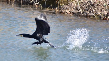 2021年3月14日(日) 都幾川の野鳥観察記録