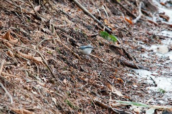 Eurasian Nuthatch Karuizawa wild bird forest Sat, 3/24/2012