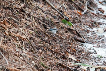 ゴジュウカラ 軽井沢野鳥の森 2012年3月24日(土)