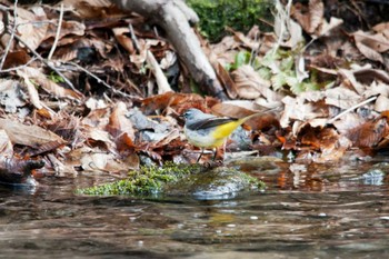 Grey Wagtail Karuizawa wild bird forest Sat, 3/24/2012