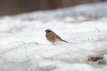 Meadow Bunting Karuizawa wild bird forest Sat, 3/24/2012