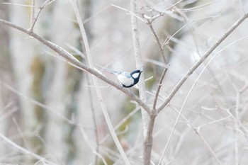 Japanese Tit Karuizawa wild bird forest Sat, 3/24/2012