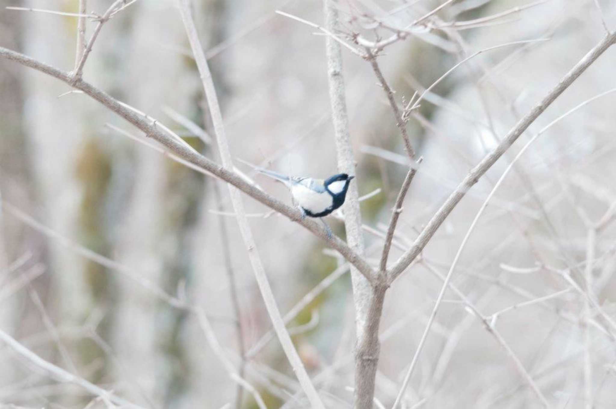 Photo of Japanese Tit at Karuizawa wild bird forest by やなさん
