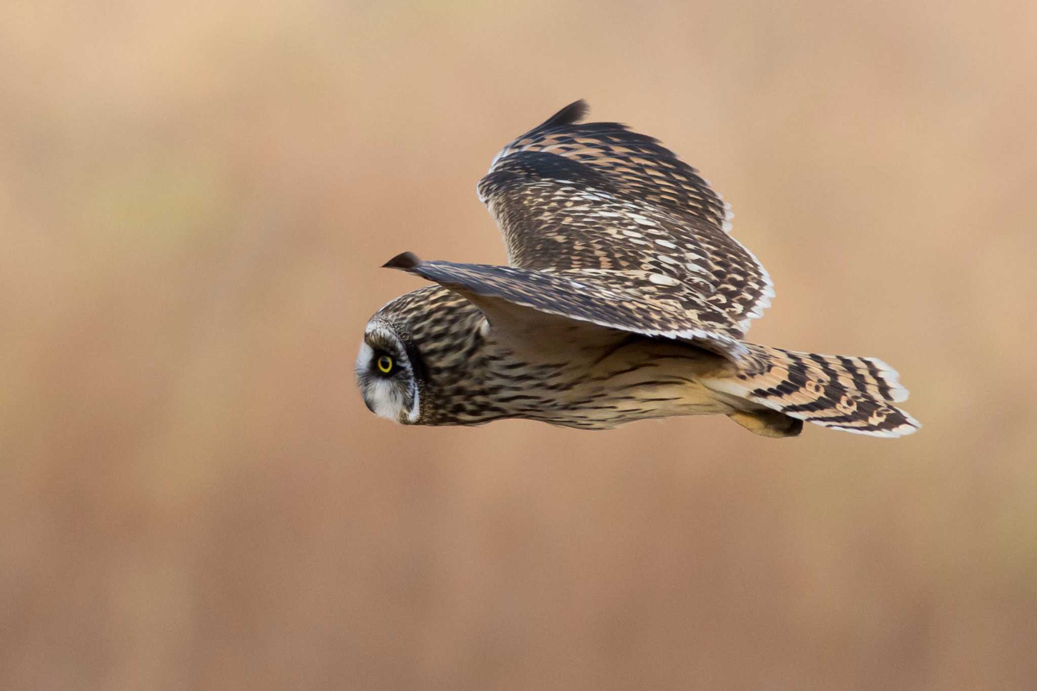 Photo of Short-eared Owl at  by Tanago Gaia (ichimonji)