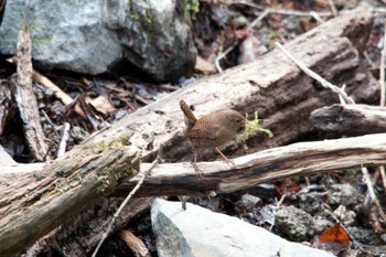 Eurasian Wren Karuizawa wild bird forest Sat, 3/24/2012