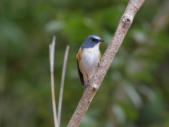 Sat, 3/20/2021 Birding report at 明石市金ケ崎公園