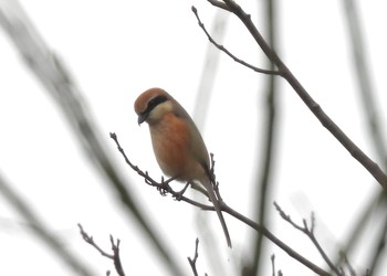 Bull-headed Shrike 横浜市旭区 Sat, 3/20/2021