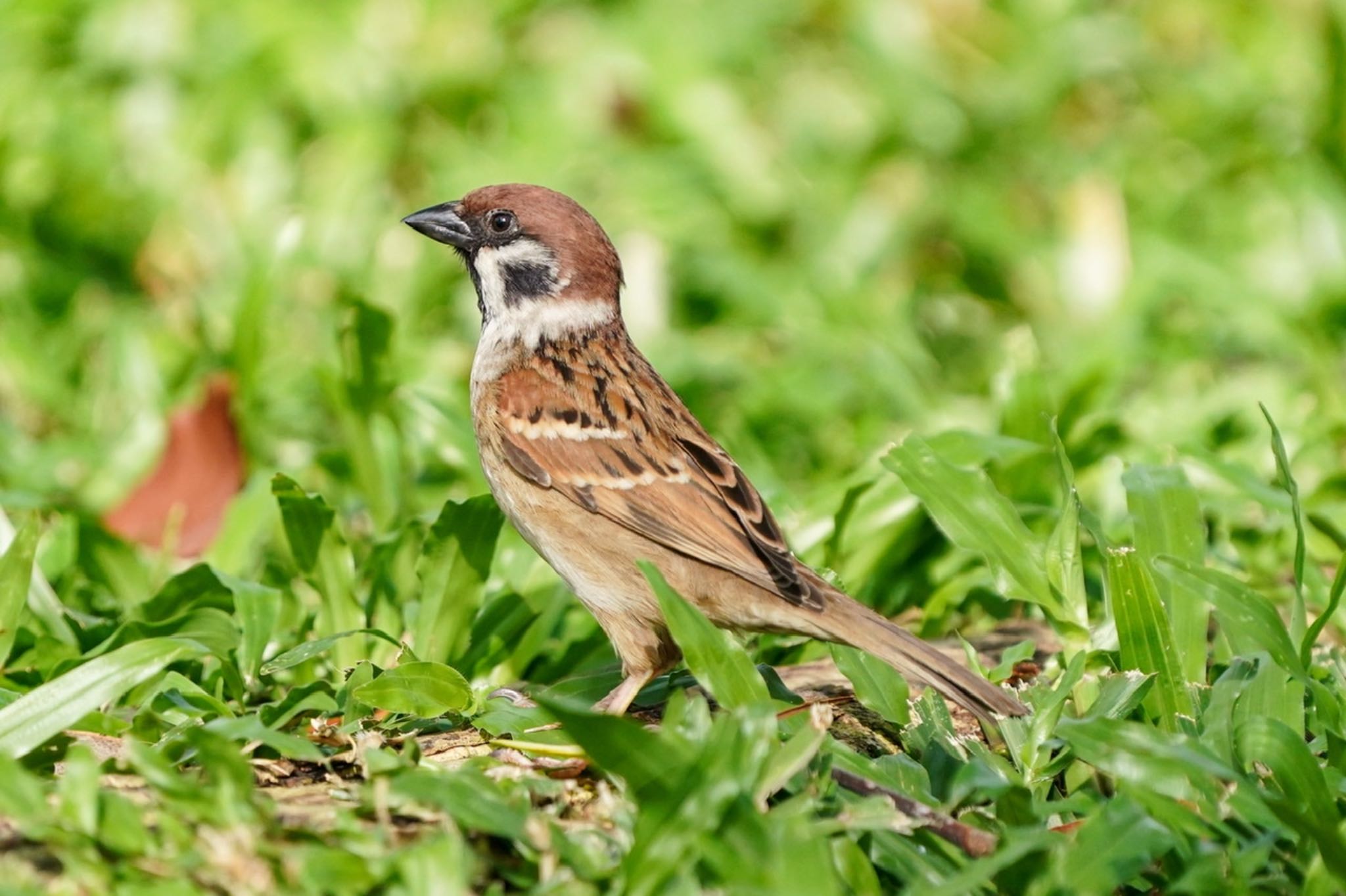 Photo of Eurasian Tree Sparrow at Bishan - Ang Mo Kio Park by T K