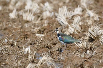 Northern Lapwing 島根県 Sun, 2/7/2021