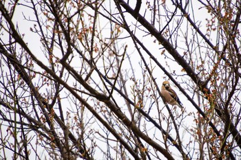 Hawfinch 大室公園 Sat, 3/20/2021