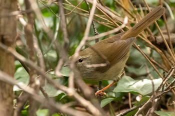 2021年3月20日(土) 明治神宮の野鳥観察記録