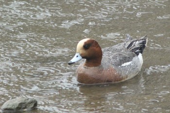 Sun, 3/21/2021 Birding report at 愛知県知多市新知下森　