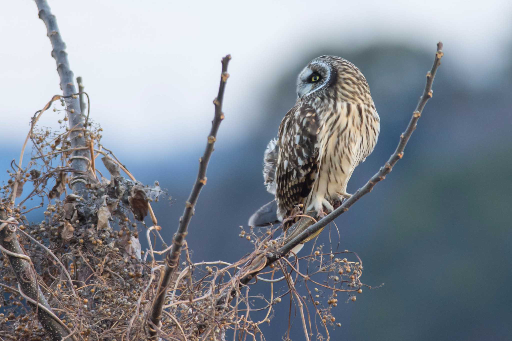  コミミズクの写真