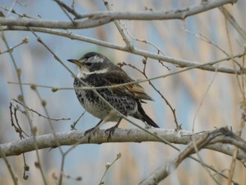 Dusky Thrush 芝川第一調節池(芝川貯水池) Sat, 3/20/2021