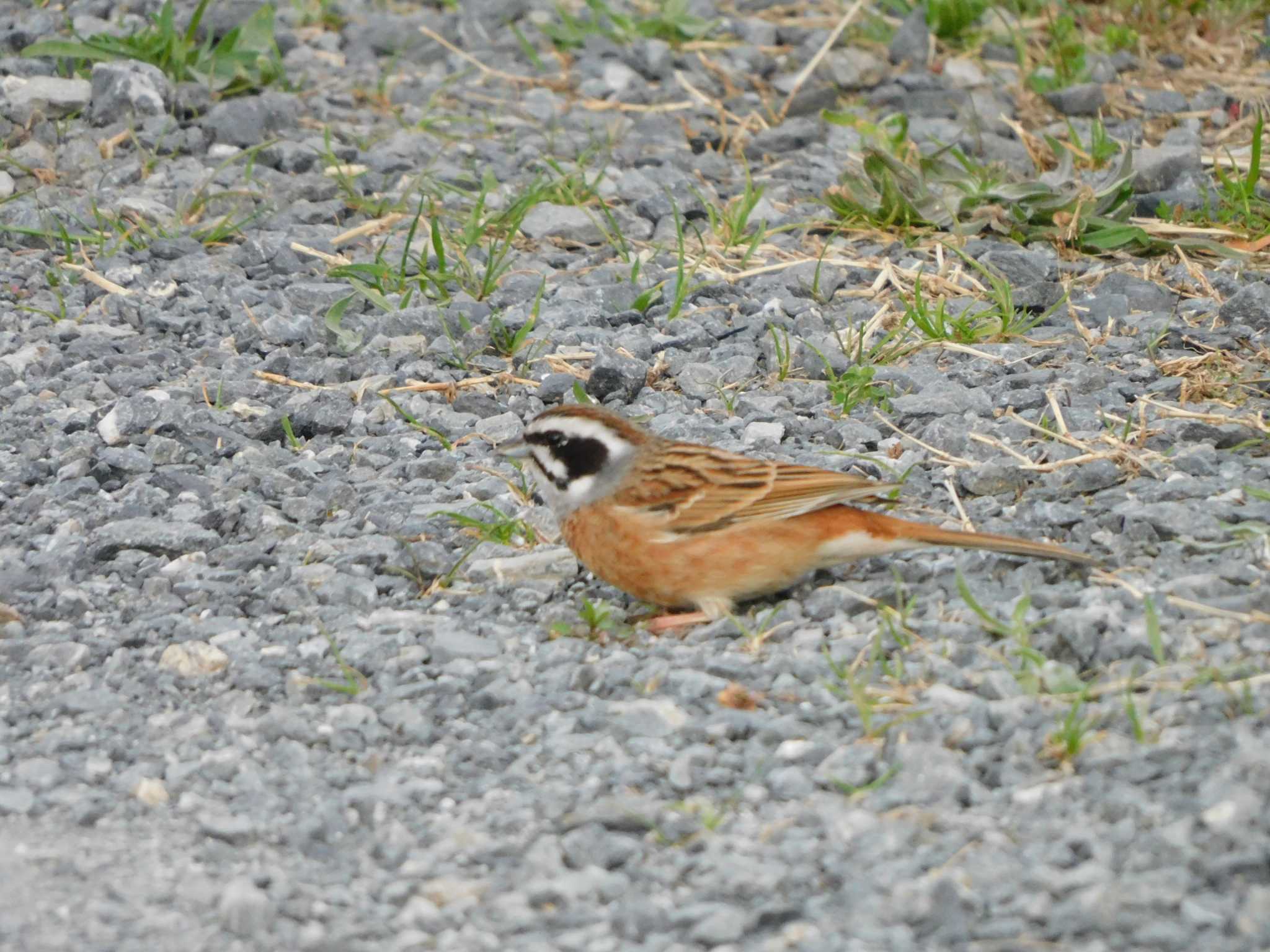 Meadow Bunting