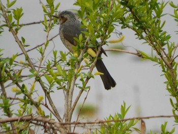 Brown-eared Bulbul 芝川第一調節池(芝川貯水池) Sat, 3/20/2021