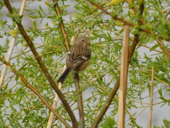 Siberian Long-tailed Rosefinch 芝川第一調節池(芝川貯水池) Sat, 3/20/2021