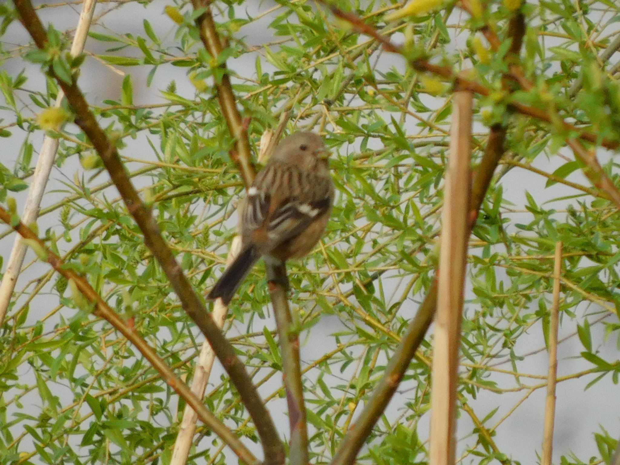 Siberian Long-tailed Rosefinch