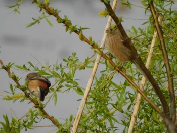 Siberian Long-tailed Rosefinch 芝川第一調節池(芝川貯水池) Sat, 3/20/2021