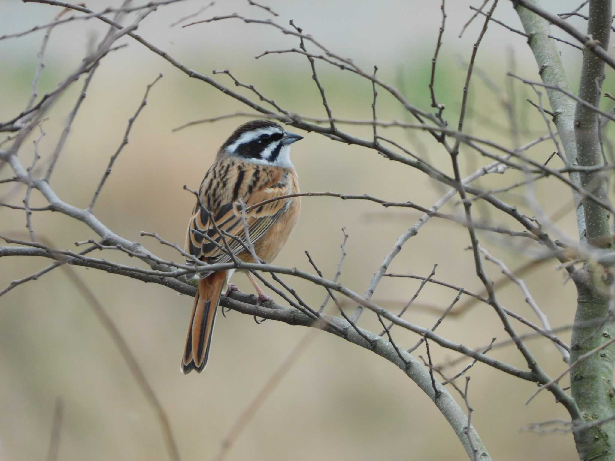 Meadow Bunting