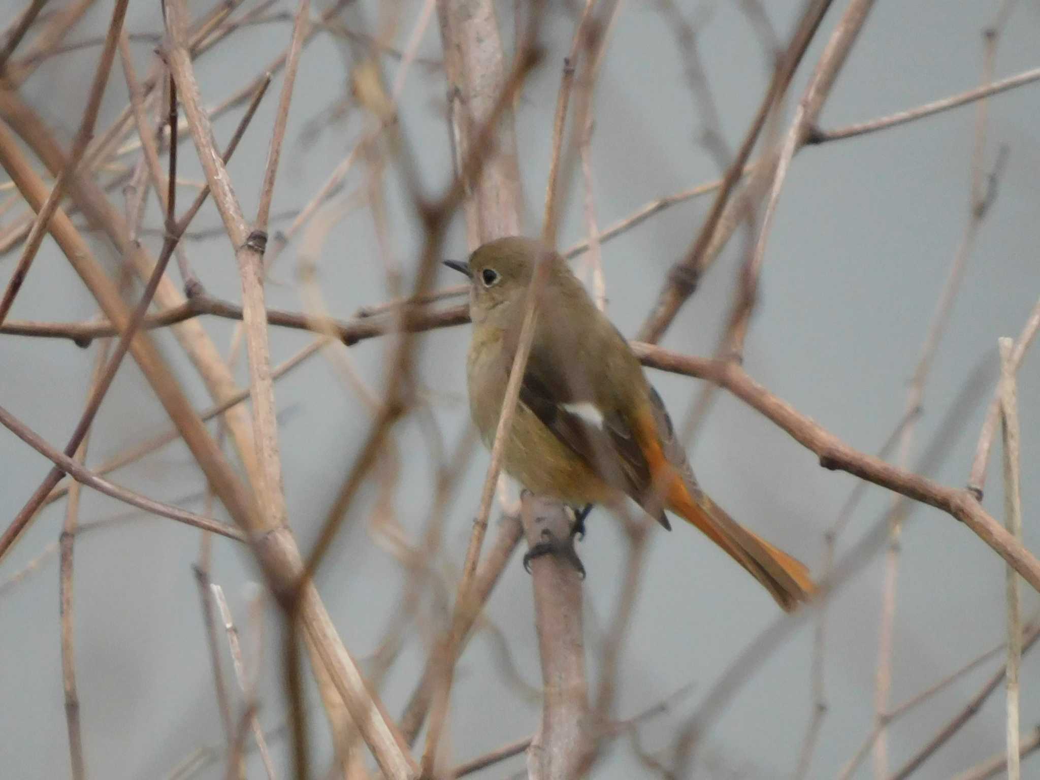 芝川第一調節池(芝川貯水池) ジョウビタキの写真 by ななほしてんとうむし