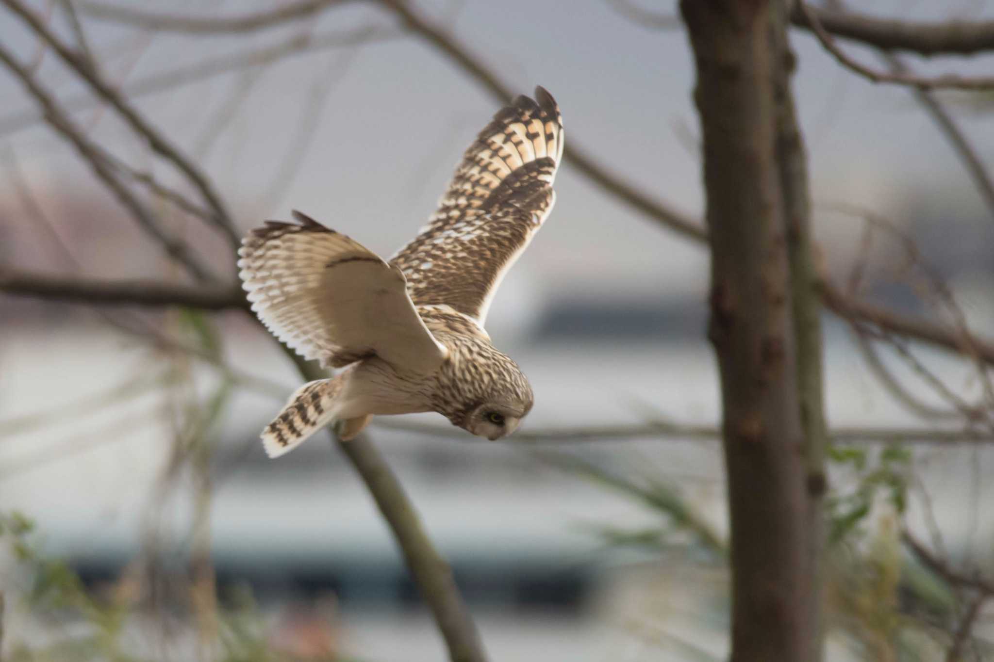 Photo of Short-eared Owl at 