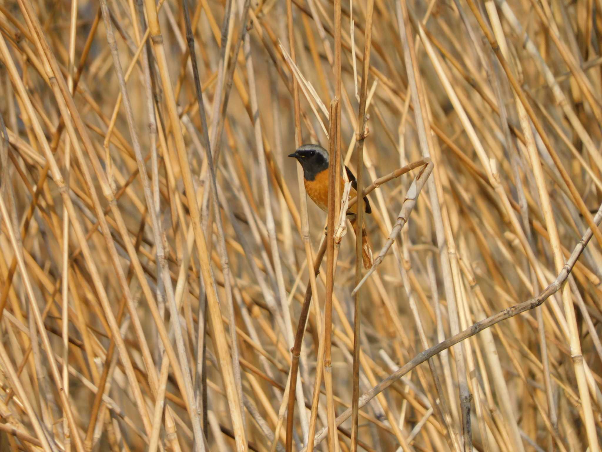 Photo of Daurian Redstart at 芝川 by ななほしてんとうむし