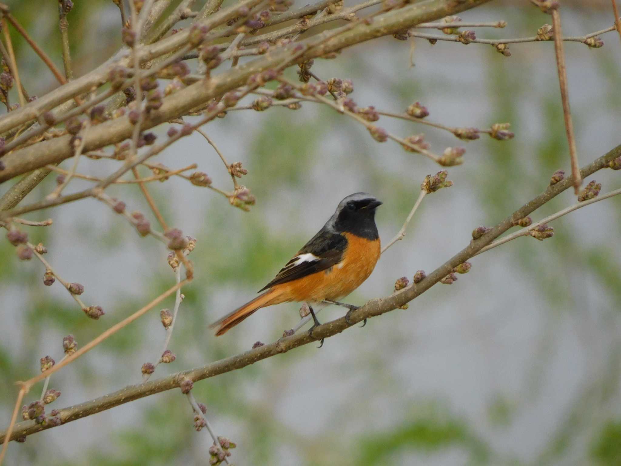 Photo of Daurian Redstart at 芝川第一調節池(芝川貯水池) by ななほしてんとうむし