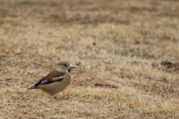 Hawfinch 東海村 Sat, 3/20/2021