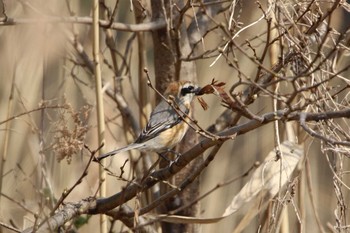 Bull-headed Shrike ひたちなか市 Sat, 3/20/2021