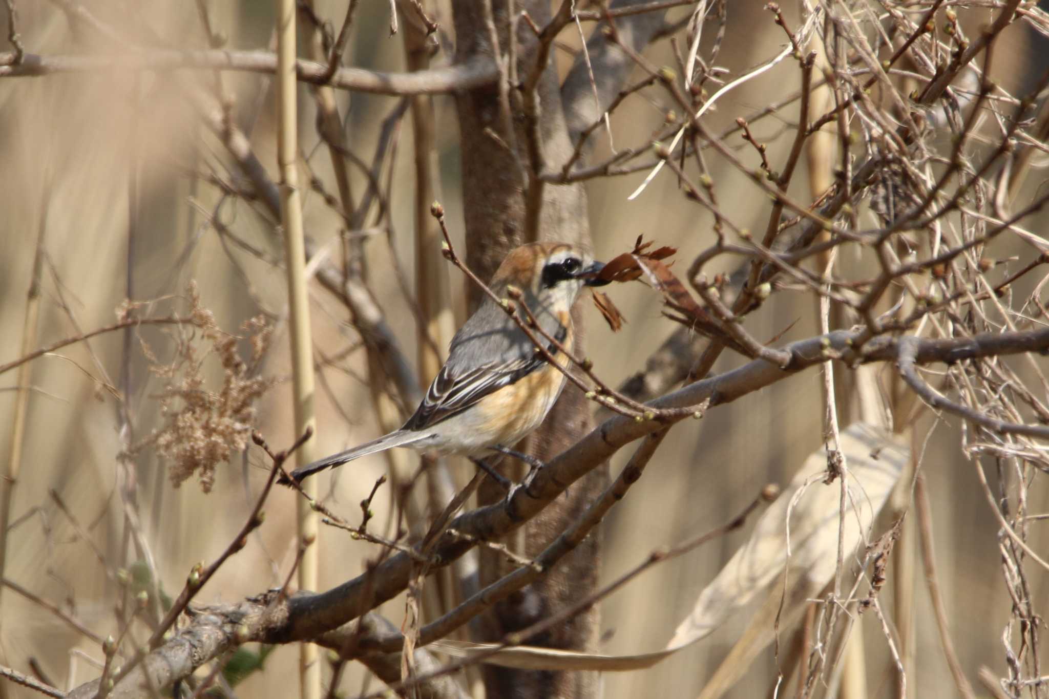 Photo of Bull-headed Shrike at ひたちなか市 by くる?EWI&FS✈️