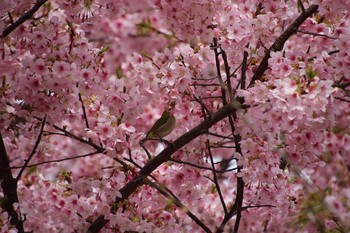 メジロ ひたちなか市 2021年3月20日(土)