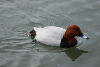 Common Pochard 那珂市 Sat, 3/20/2021