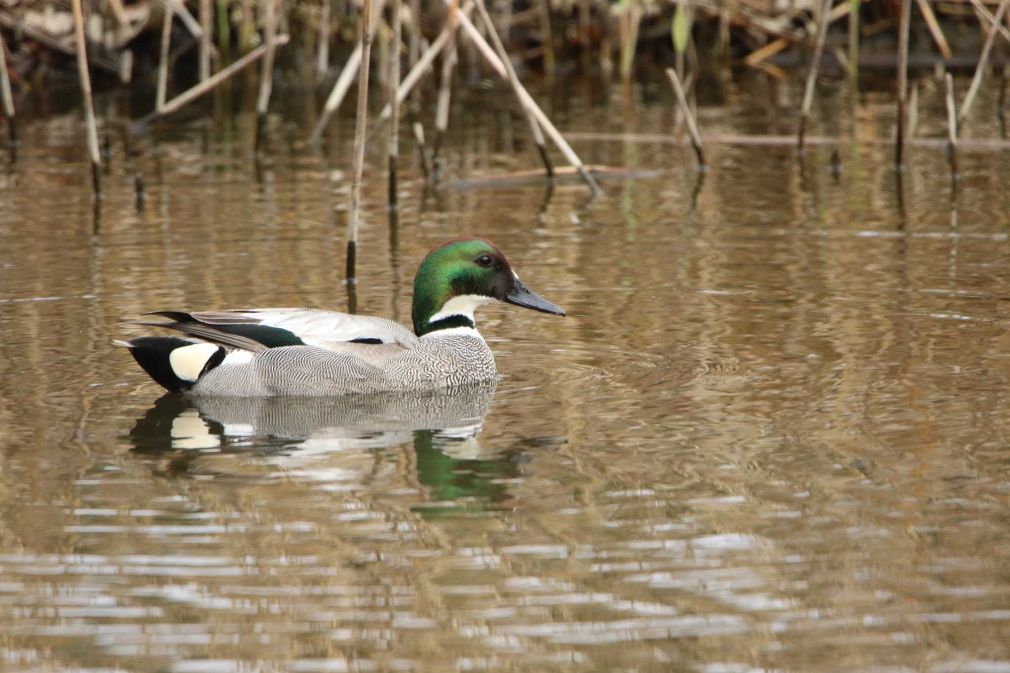 Photo of Falcated Duck at 日立市 by くる?EWI&FS✈️