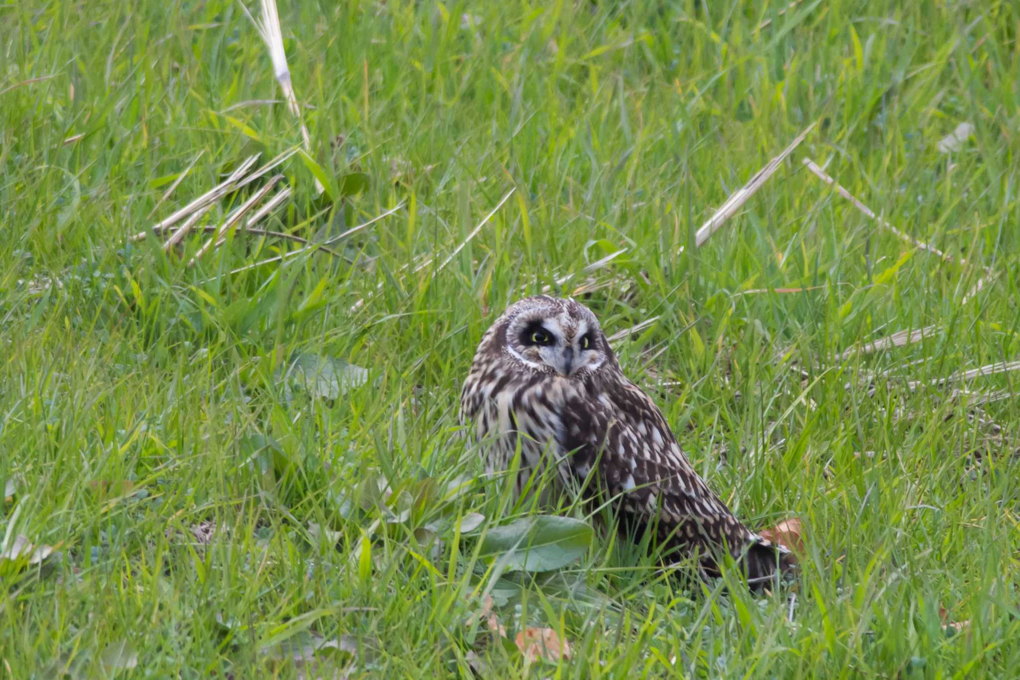  コミミズクの写真