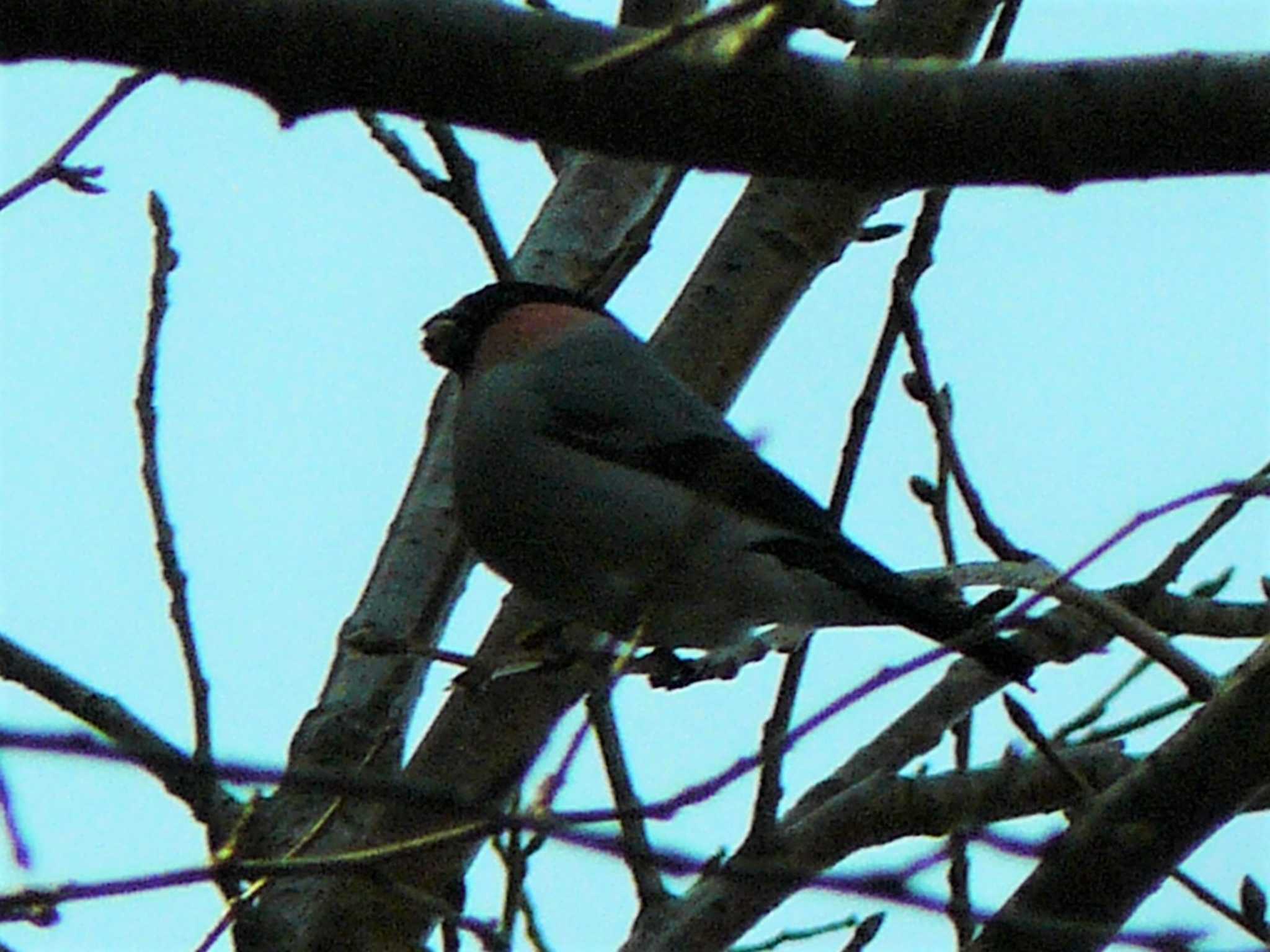 Photo of Eurasian Bullfinch at 箱根ビジター公園 by koshi