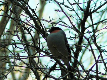 Wed, 3/10/2021 Birding report at 箱根ビジター公園