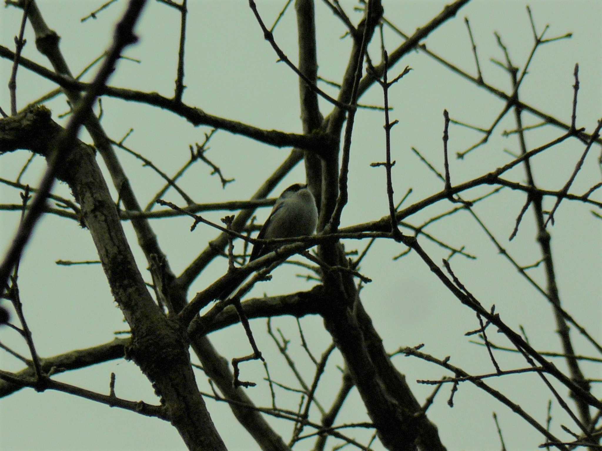 Long-tailed Tit