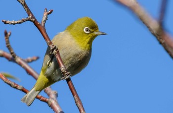 2017年2月2日(木) 大阪南港野鳥園の野鳥観察記録