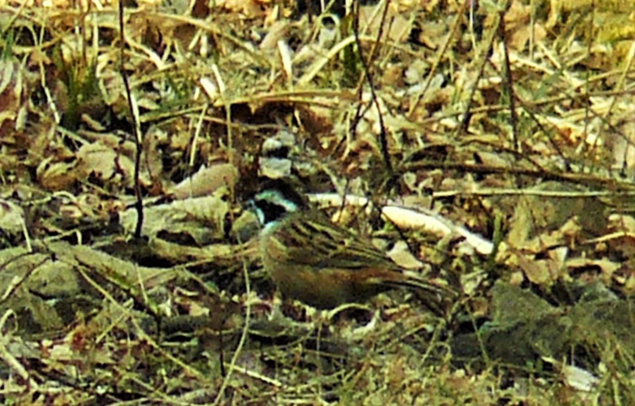 Meadow Bunting