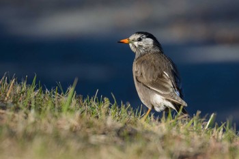 ムクドリ 大阪南港野鳥園 2017年2月2日(木)