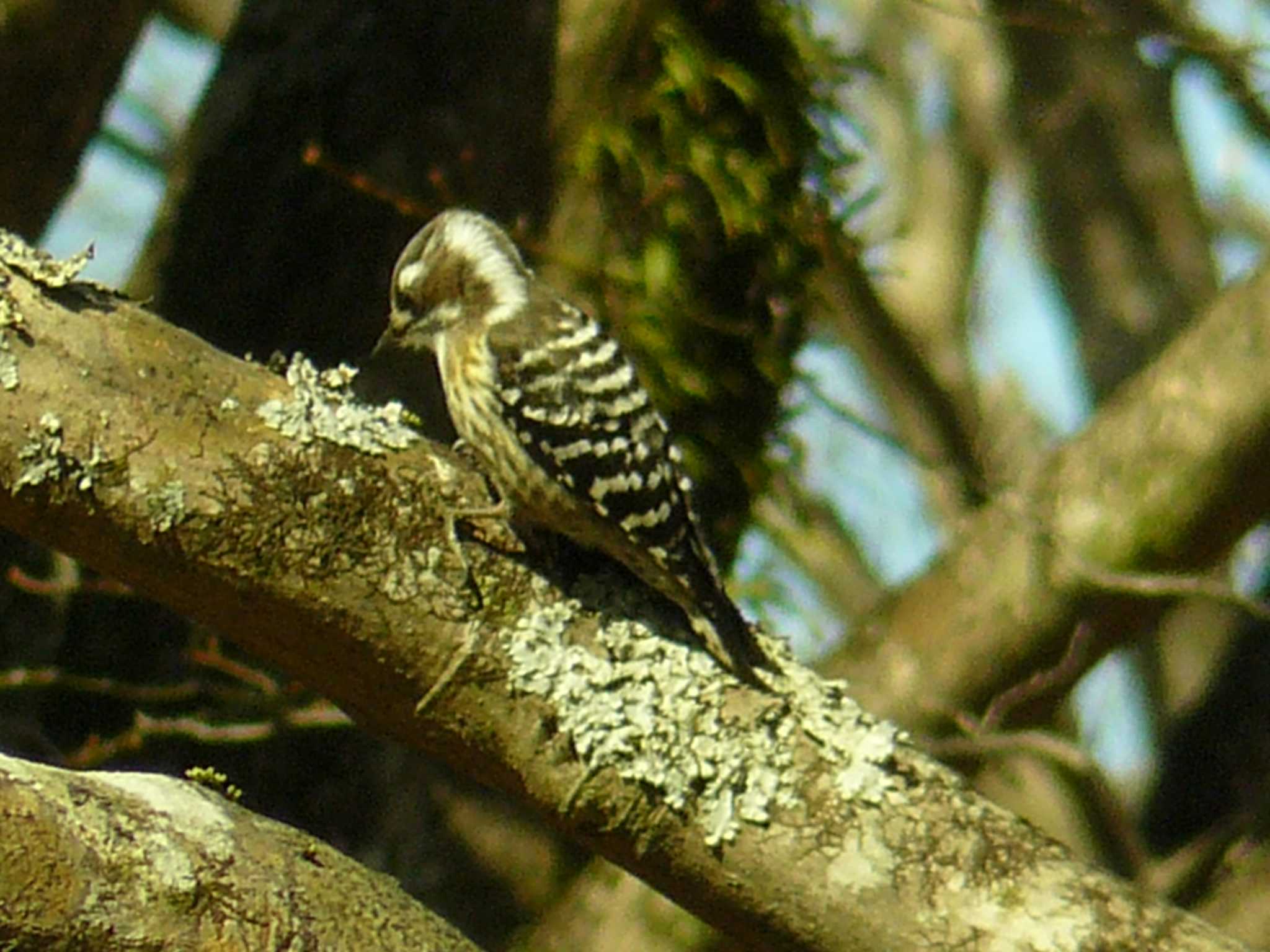 Photo of Japanese Pygmy Woodpecker at 箱根ビジター公園 by koshi