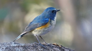 Red-flanked Bluetail 東京都多摩地域 Wed, 12/23/2020