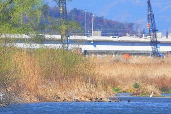 オオバン 多摩川 2021年3月14日(日)