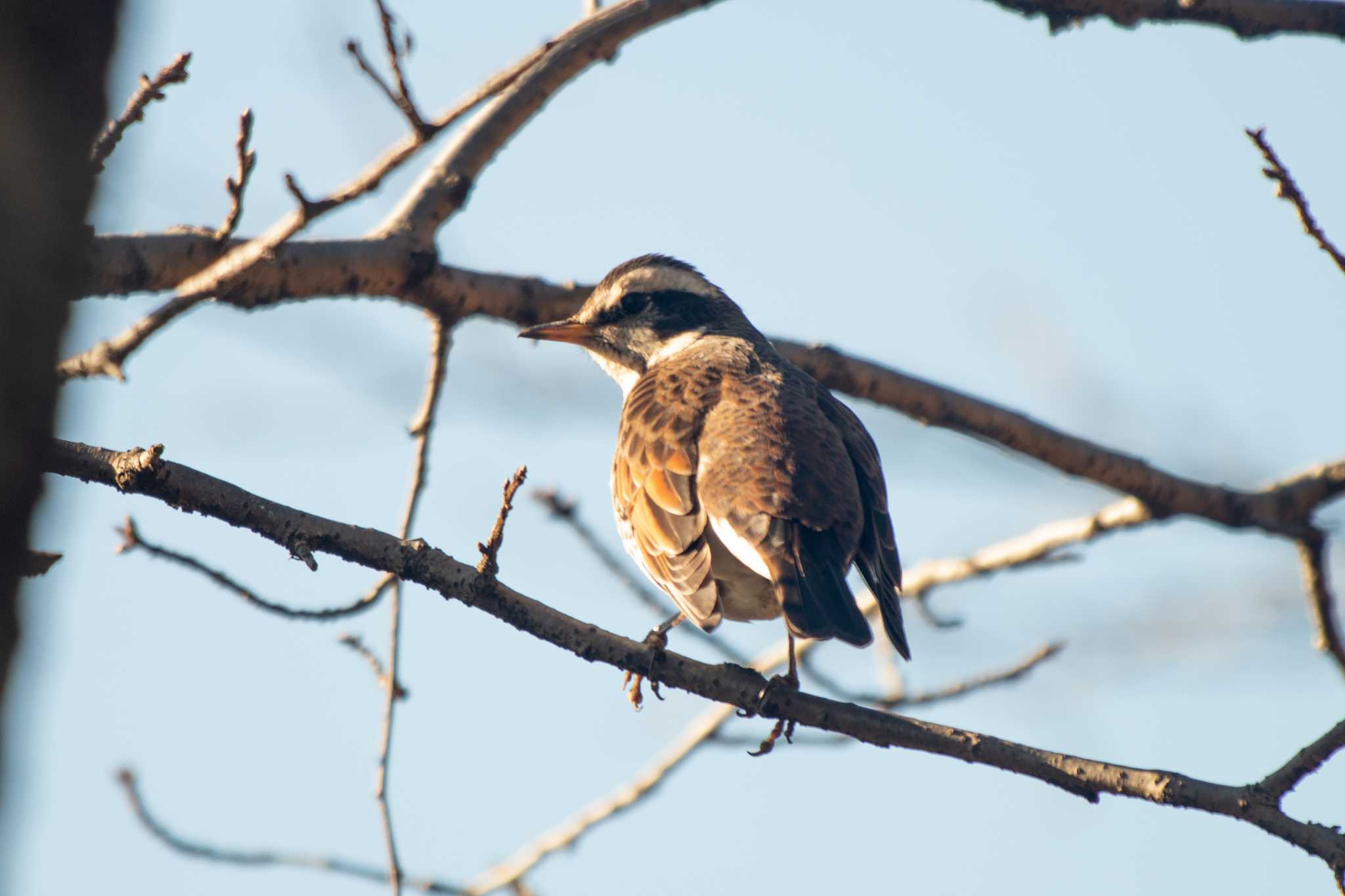 Dusky Thrush