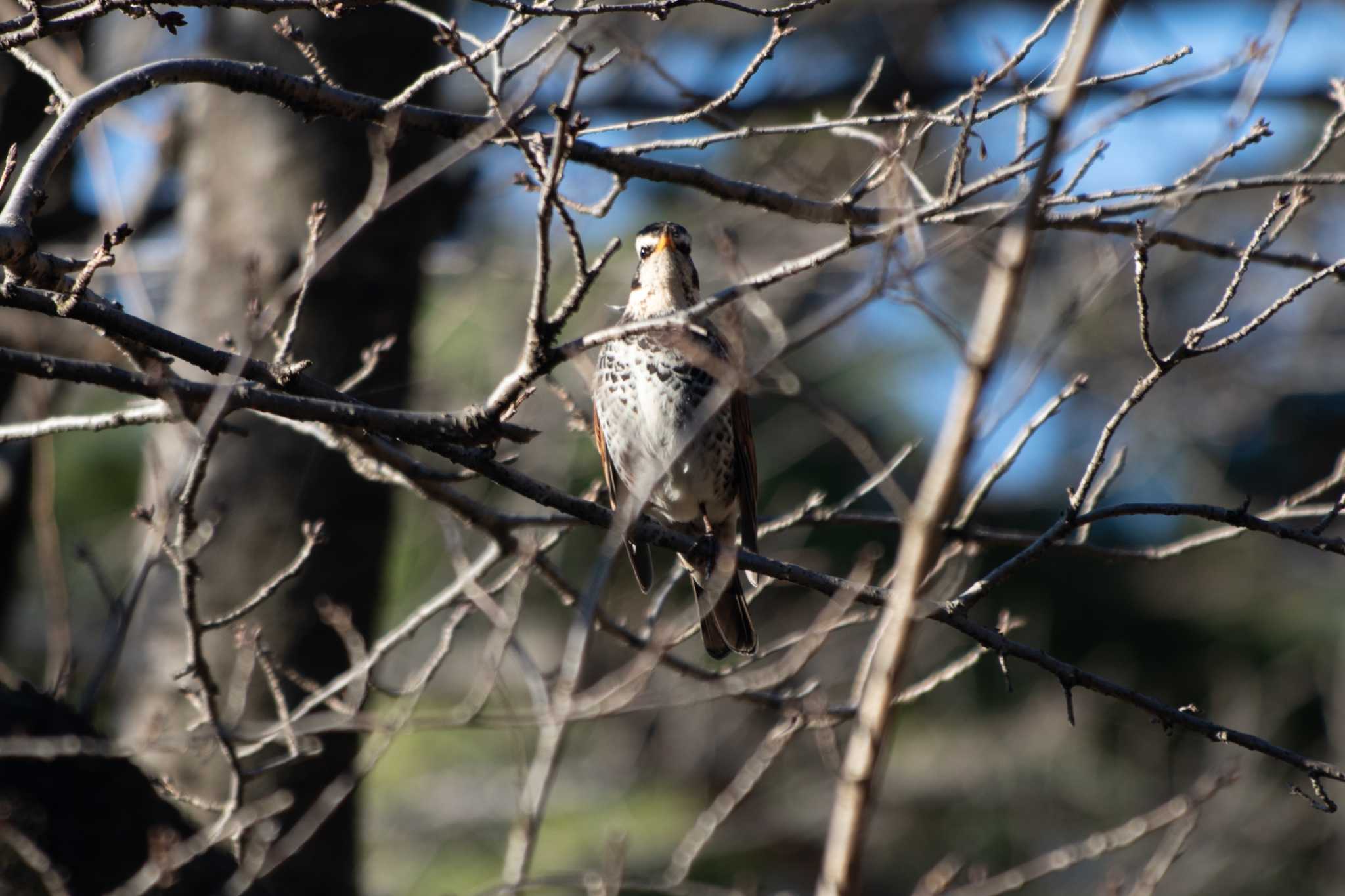 Dusky Thrush