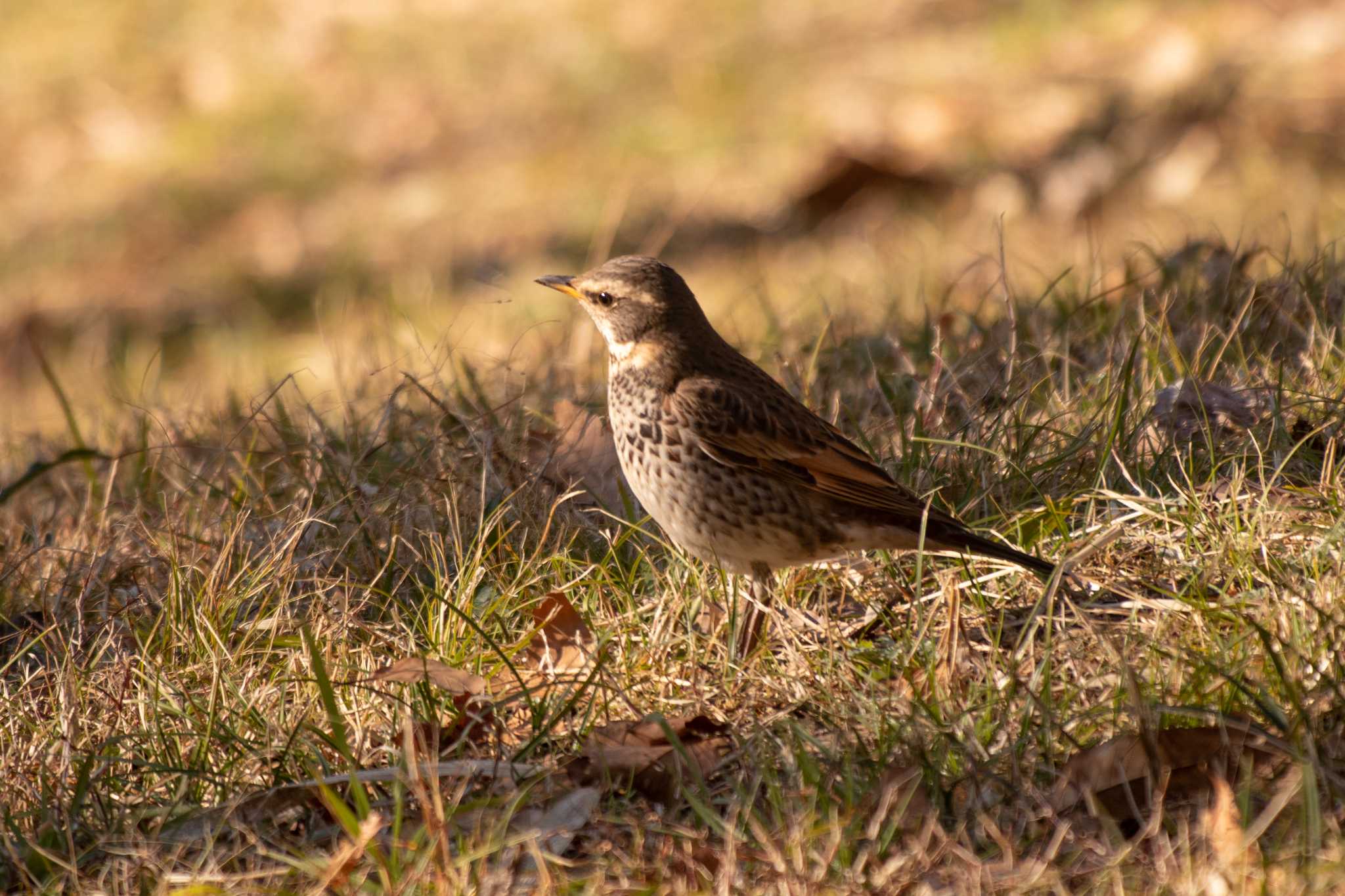 Dusky Thrush