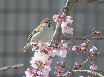 ニュウナイスズメ 場所が不明 2021年3月22日(月)