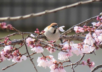 ニュウナイスズメ 場所が不明 2021年3月22日(月)