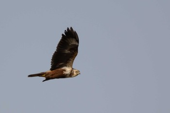 チュウヒ 大阪南港野鳥園 2017年2月2日(木)